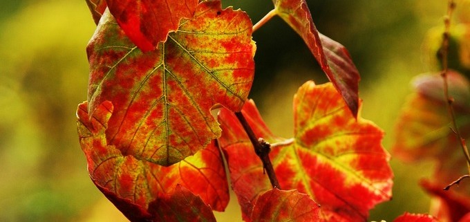 Vindimas 2015 | mementos